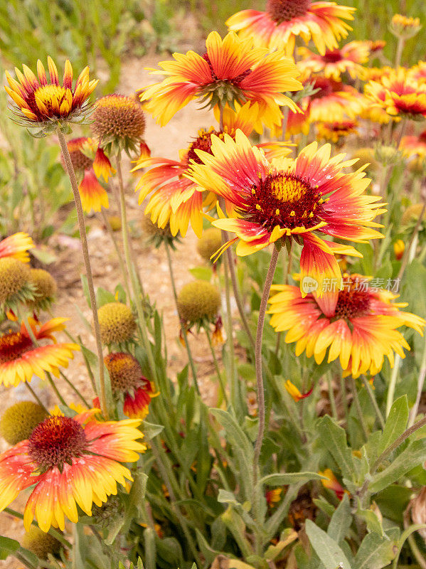 希腊克里特岛Rethymnon镇的Gaillardia aristata“Granretip”太阳爆发